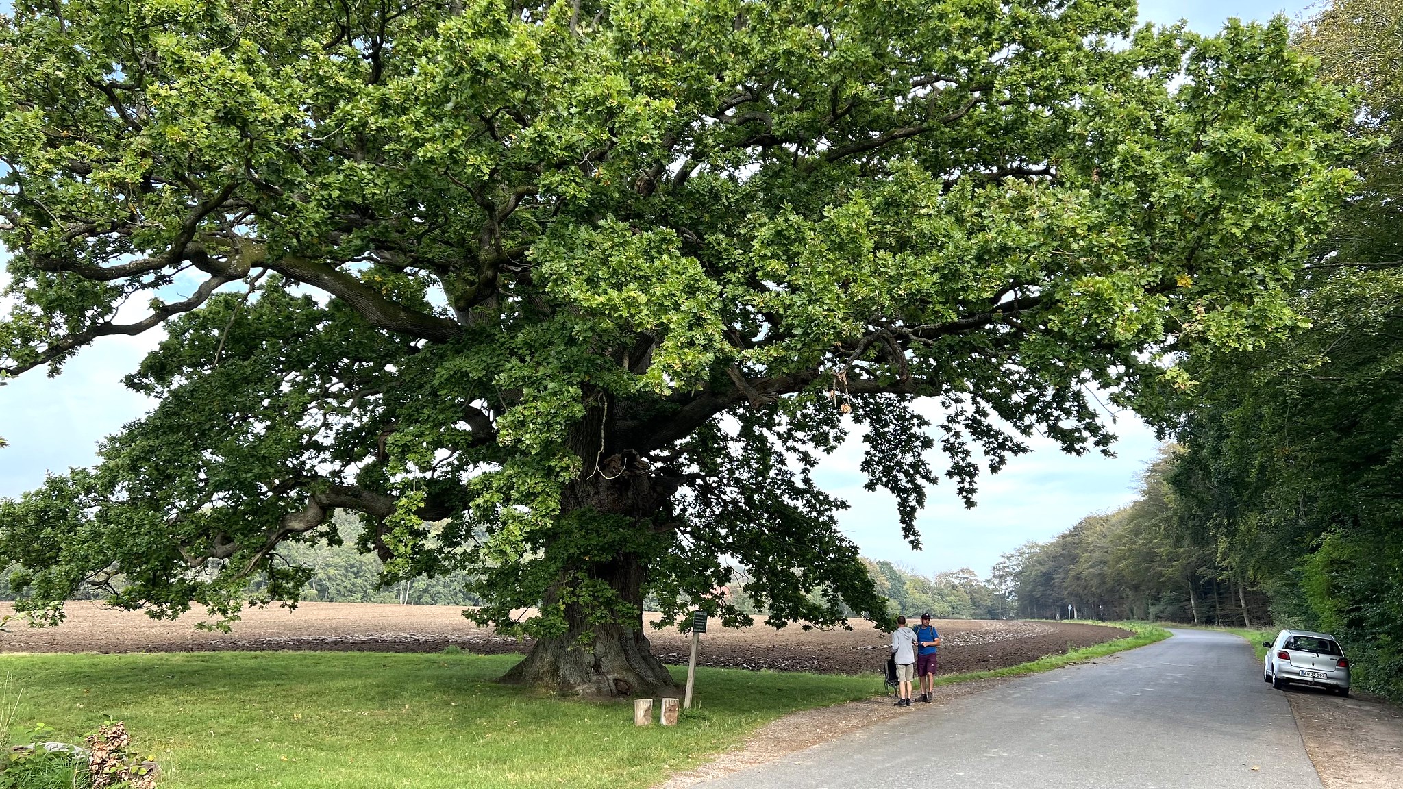 Ambrosius-egen ved Svendborg