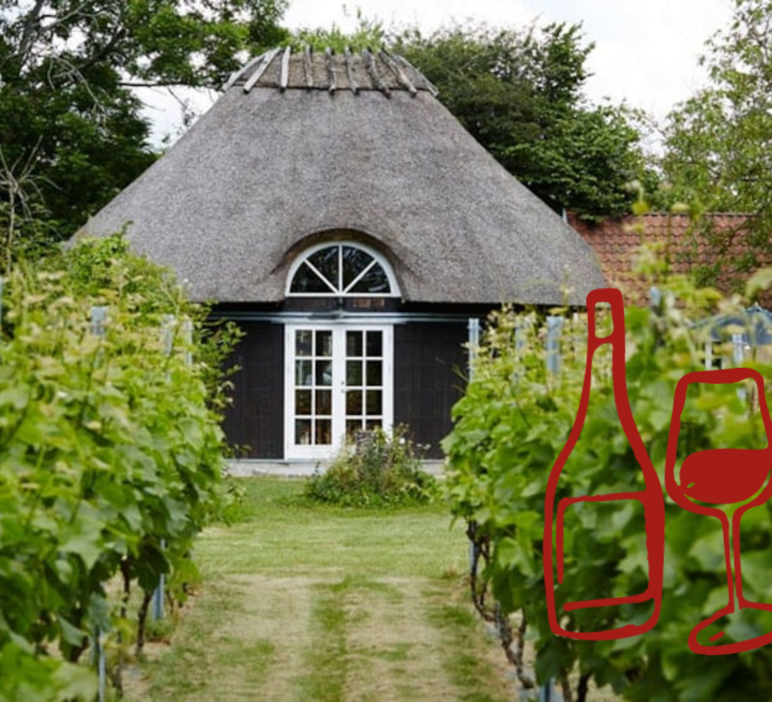 skaarupøre vingård