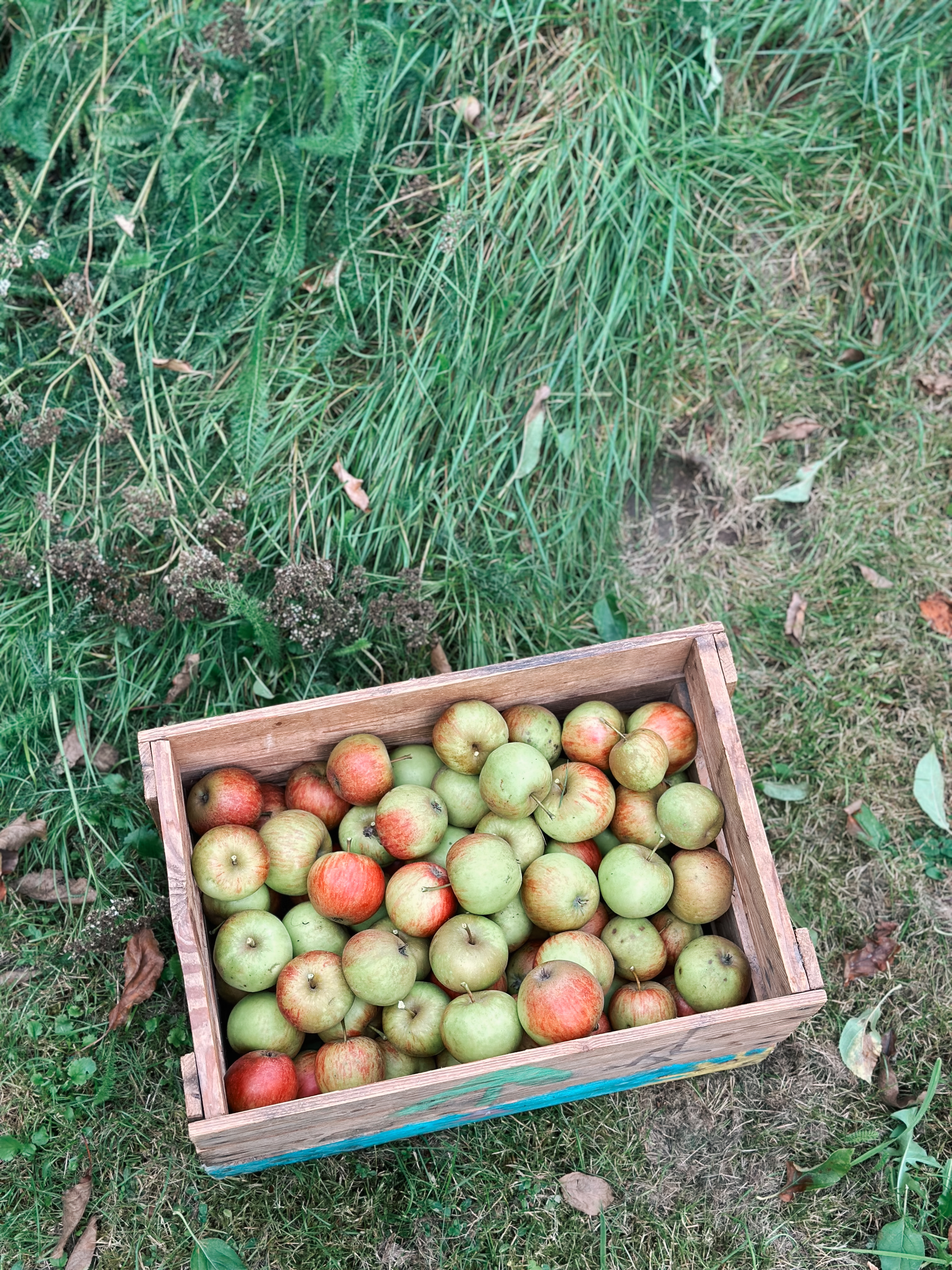 Efterår æbler, Svendborg