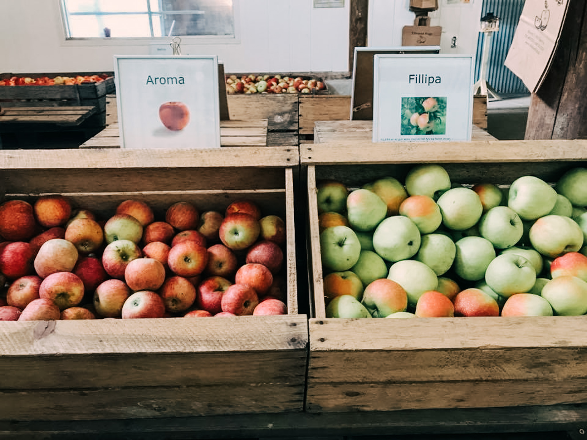 Filippaæbler, Ullemose Frugt i Svendborg