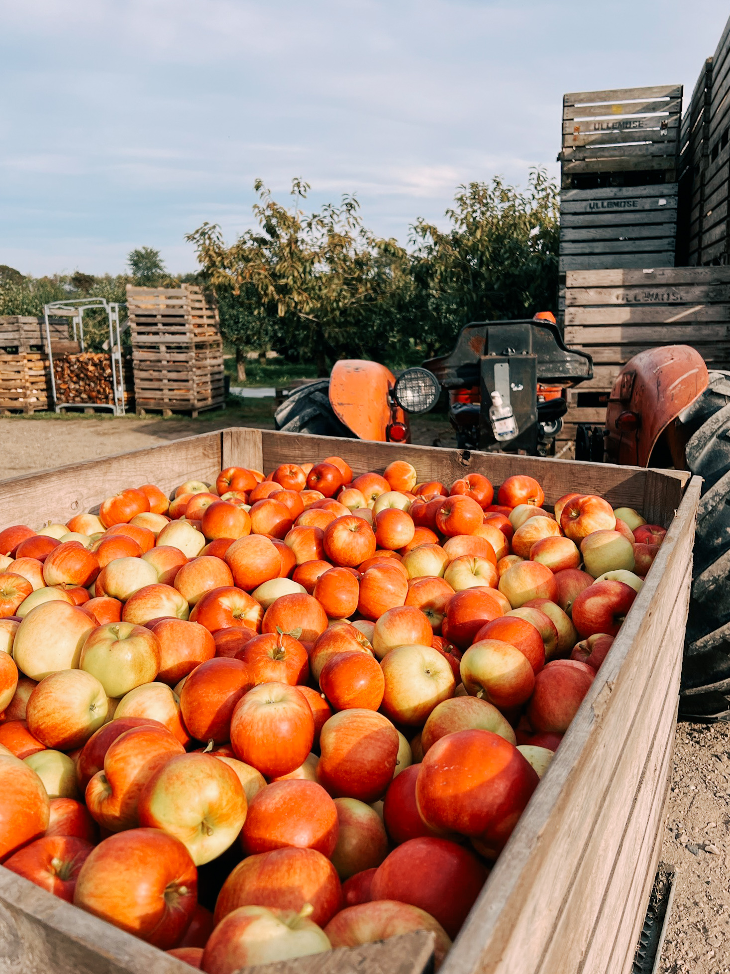 Æbler, frugt, lokale fødevarer, lokalt produceret 