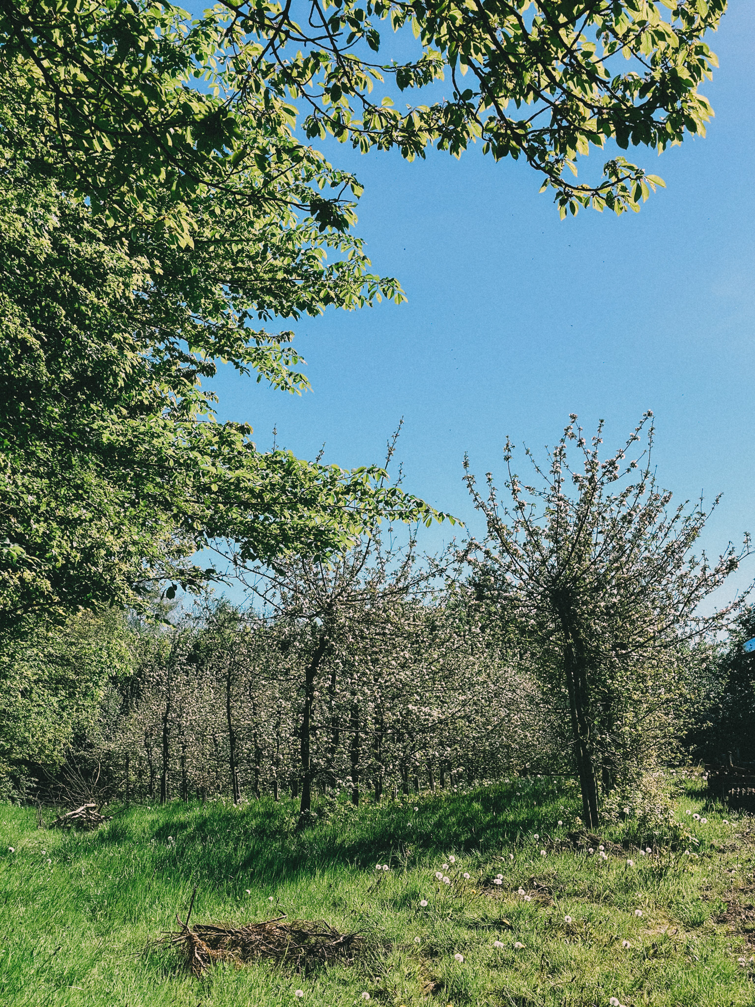 Æbleplantage Sydfyn, Svendborg