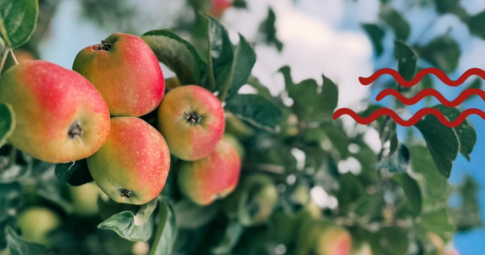 Filippaæbler fra Ullemose Frugt