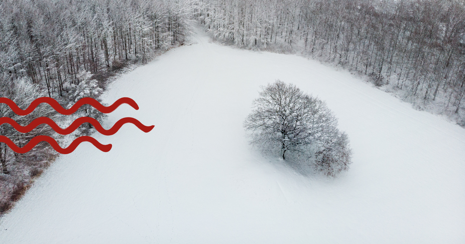 Vinter i Svendborg, sne i Hallindskoven