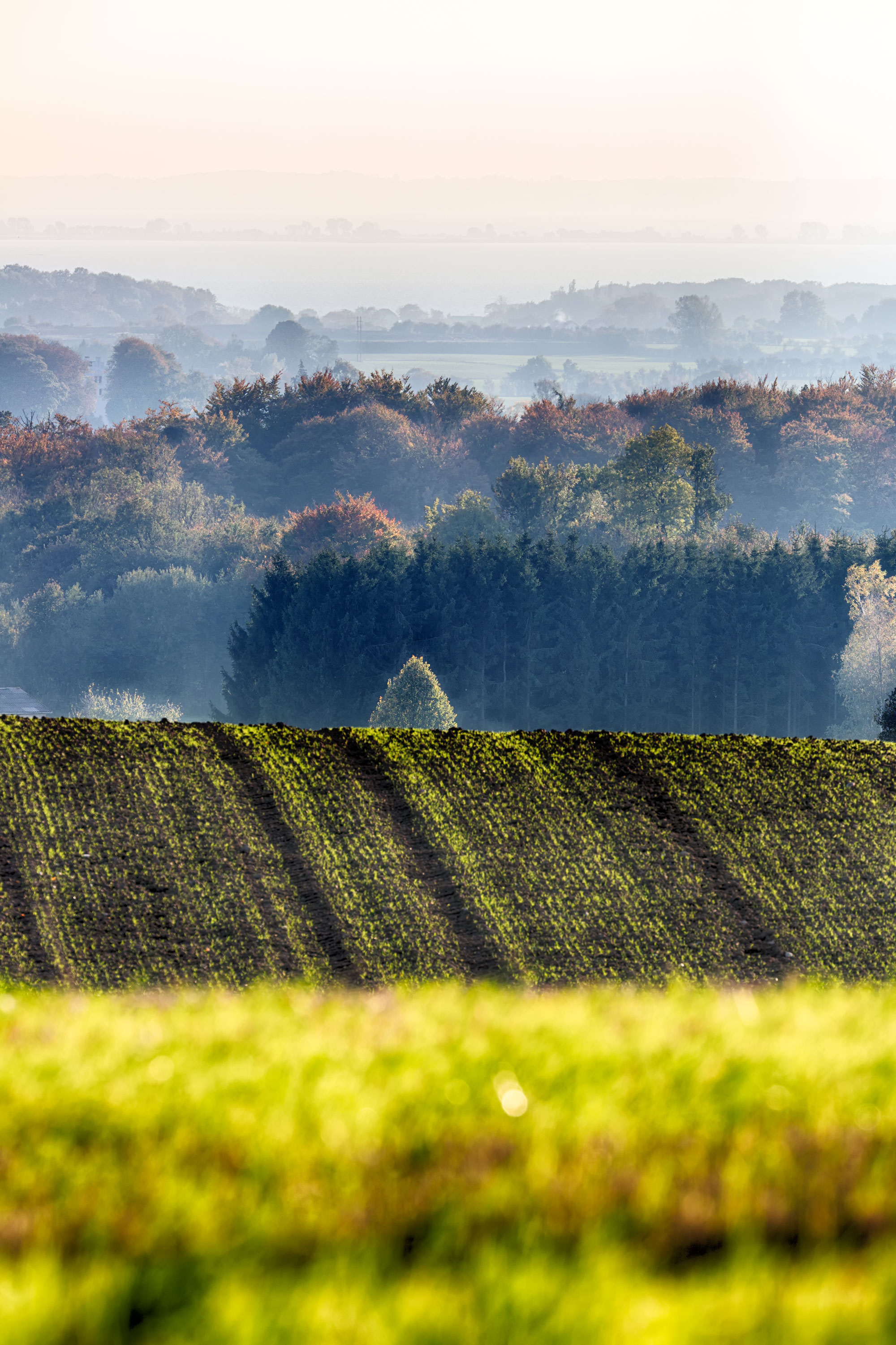 Egebjerg bakker set fra Egebjerg mølle ved Svendborg