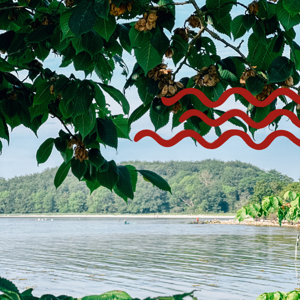 Lunkebugten, børnevenlig strand ved Svendborg