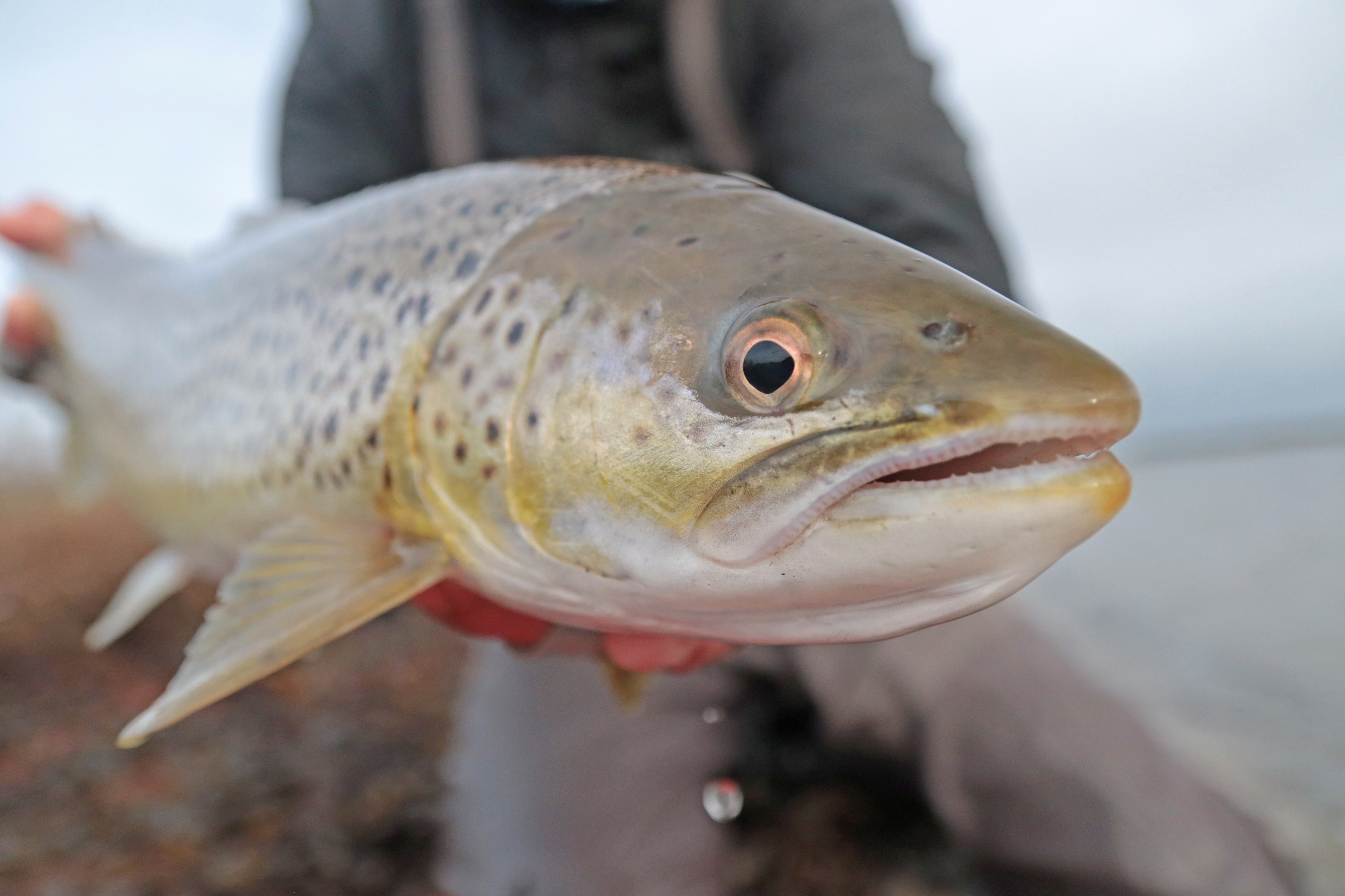 Havørred, fiskeri ved Skansen, Sommer ved Sundet, Svendborg