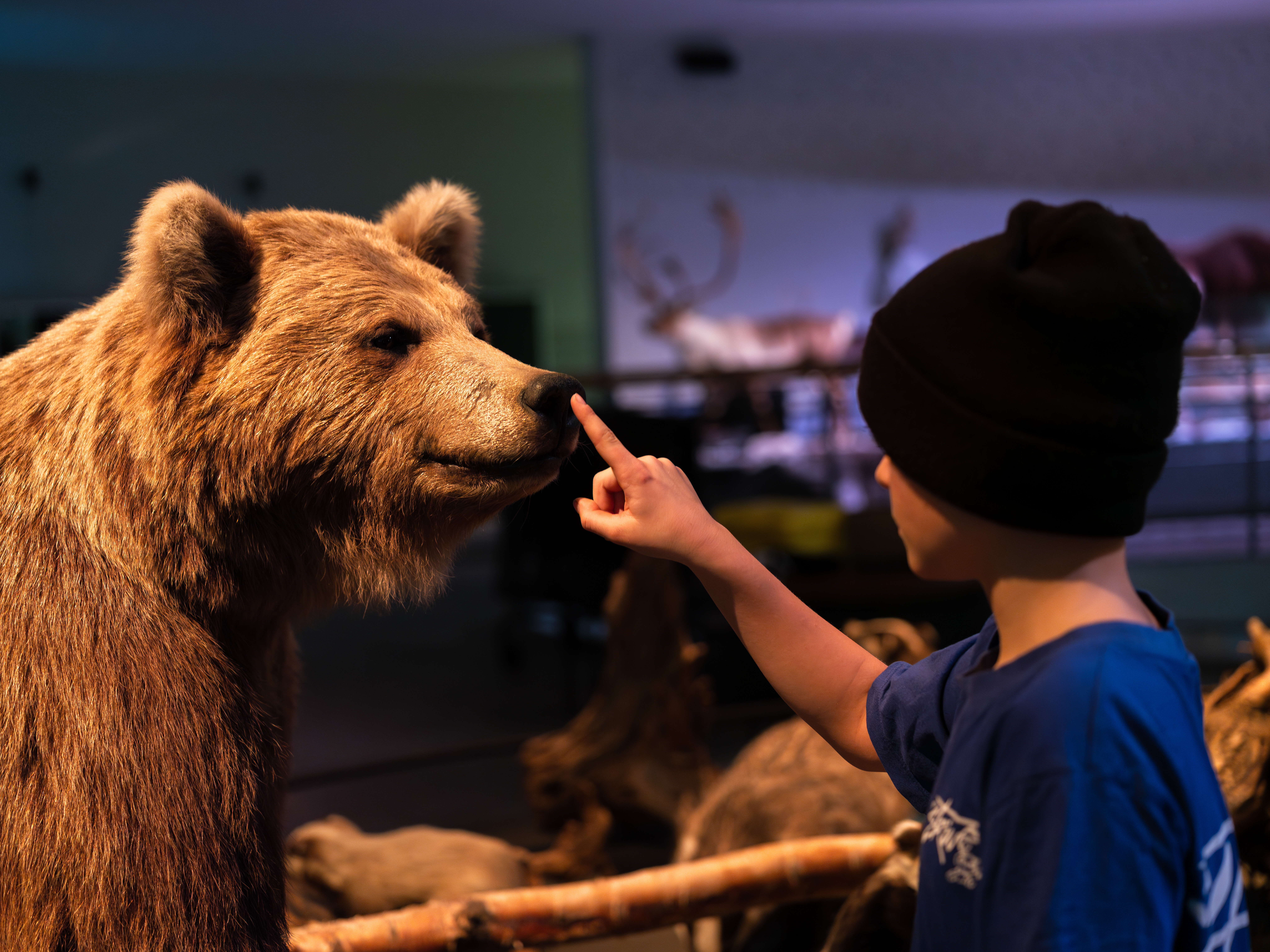 naturhistoriske museum, svendborg